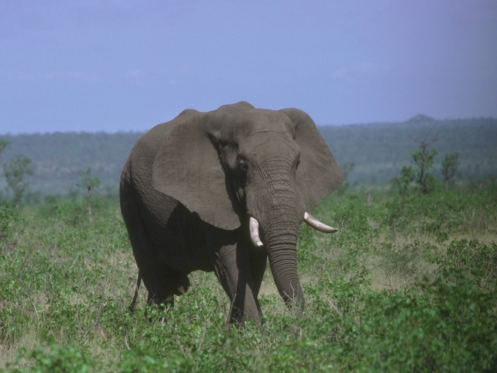 Fonds d'cran Animaux Elphants 