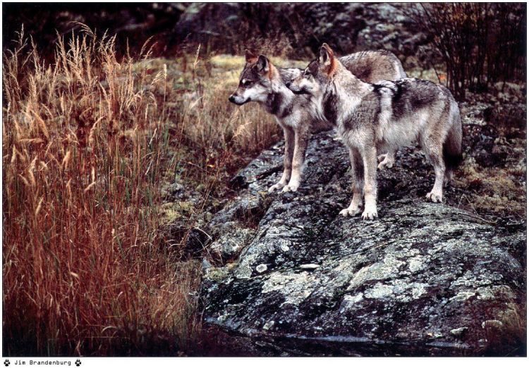 Fonds d'cran Animaux Loups Wallpaper N38927