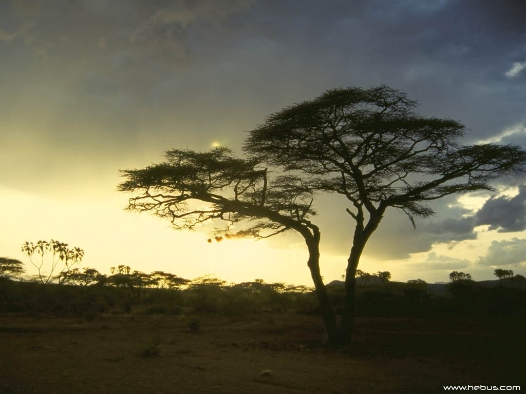 Fonds d'cran Nature Arbres - Forts 