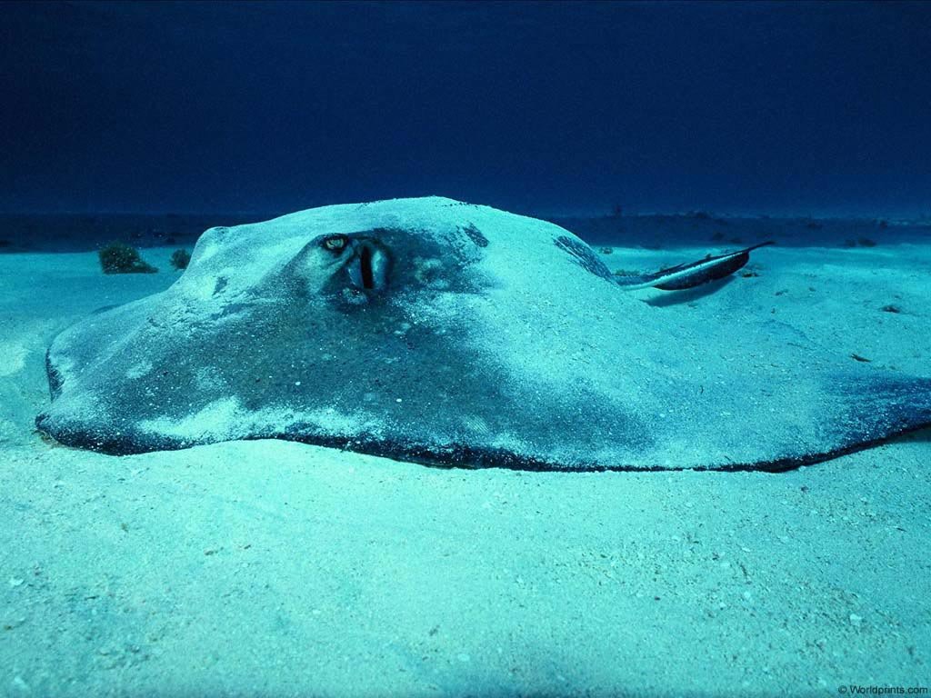 Fonds d'cran Animaux Vie marine - Poissons 