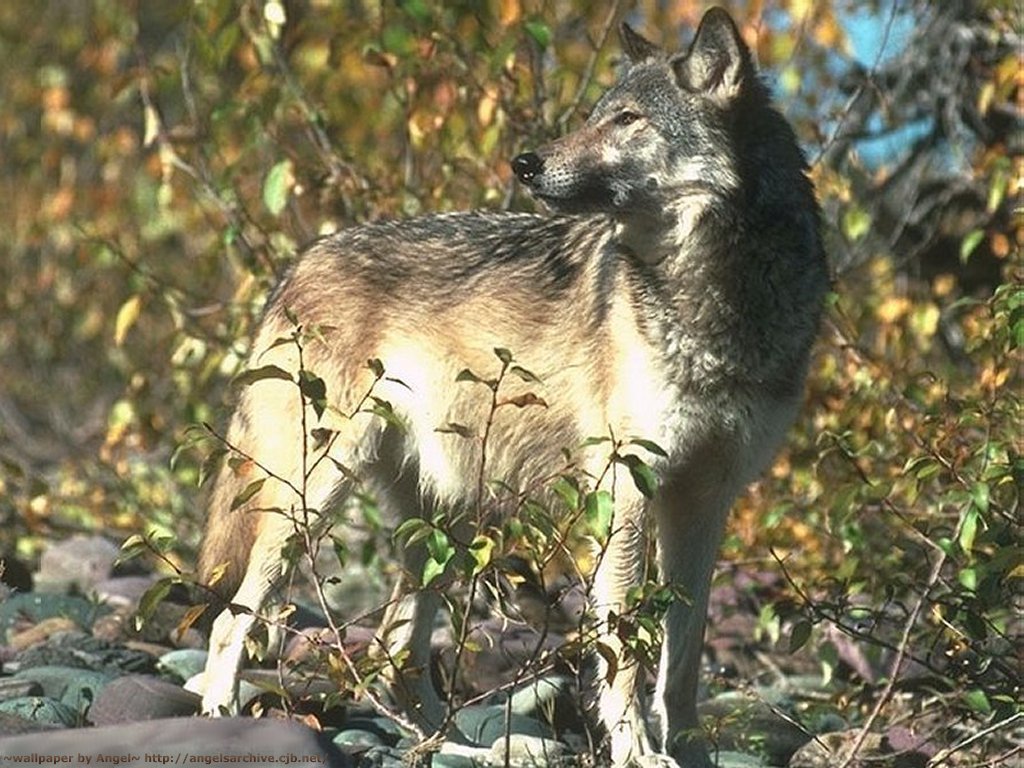 Fonds d'cran Animaux Loups 