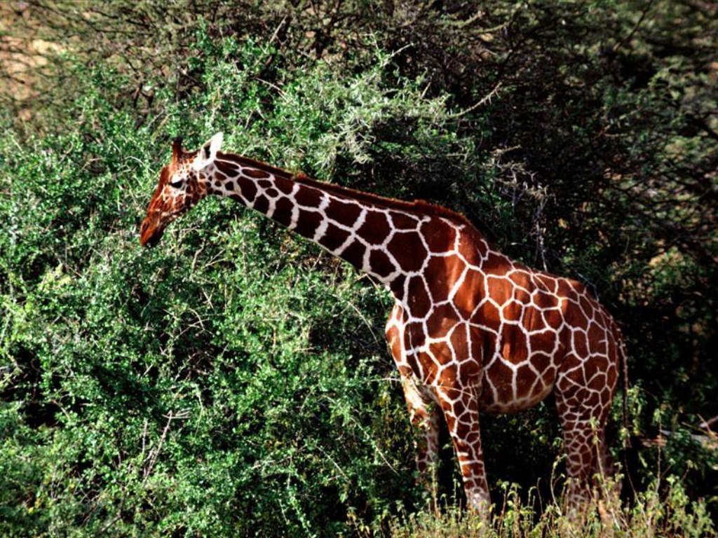 Fonds d'cran Animaux Girafes 