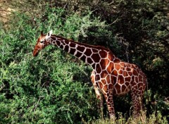 Fonds d'cran Animaux Image sans titre N38787