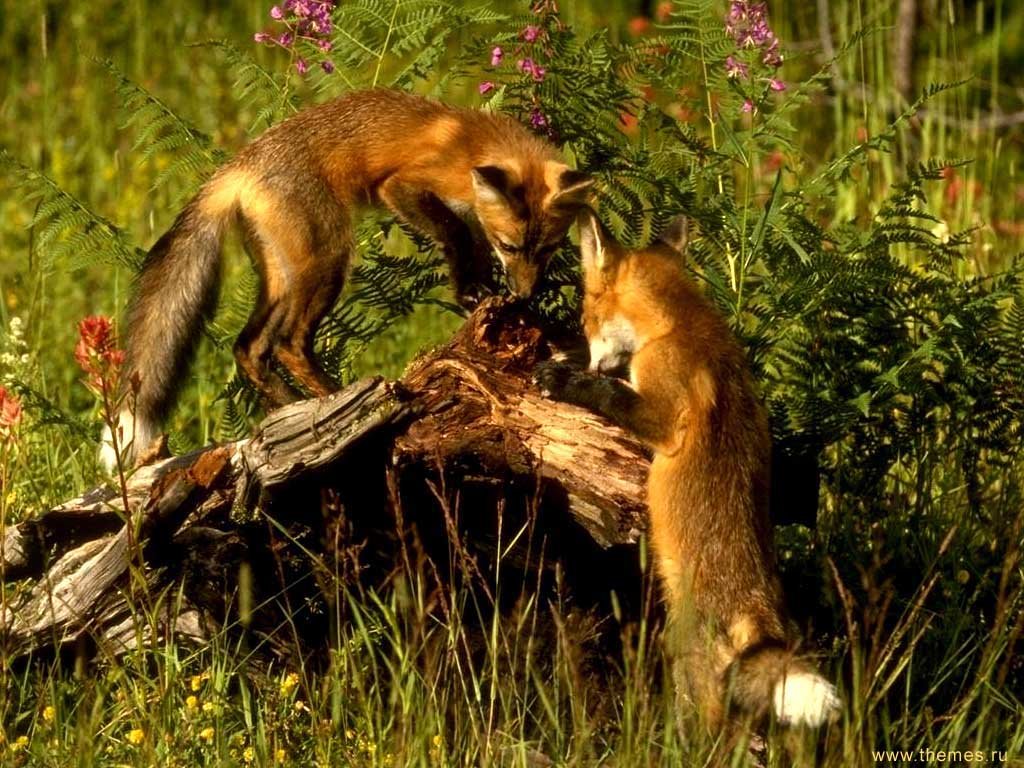 Wallpapers Animals Foxes 