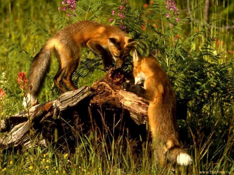 Wallpapers Animals Foxes Wallpaper N39148