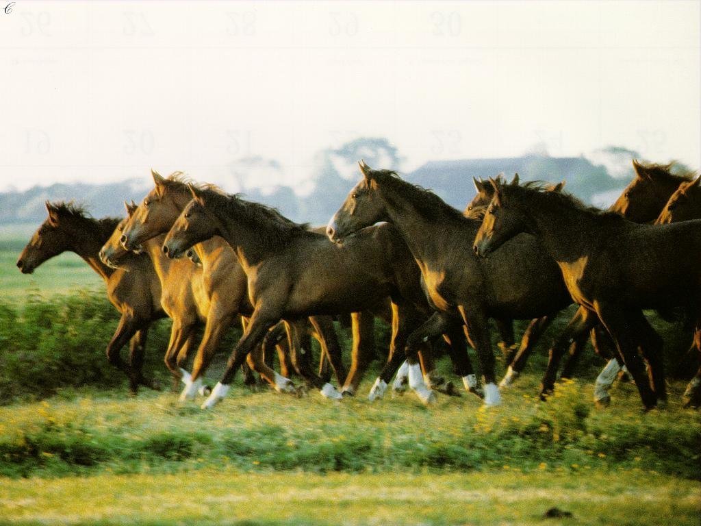 Fonds d'cran Animaux Chevaux 