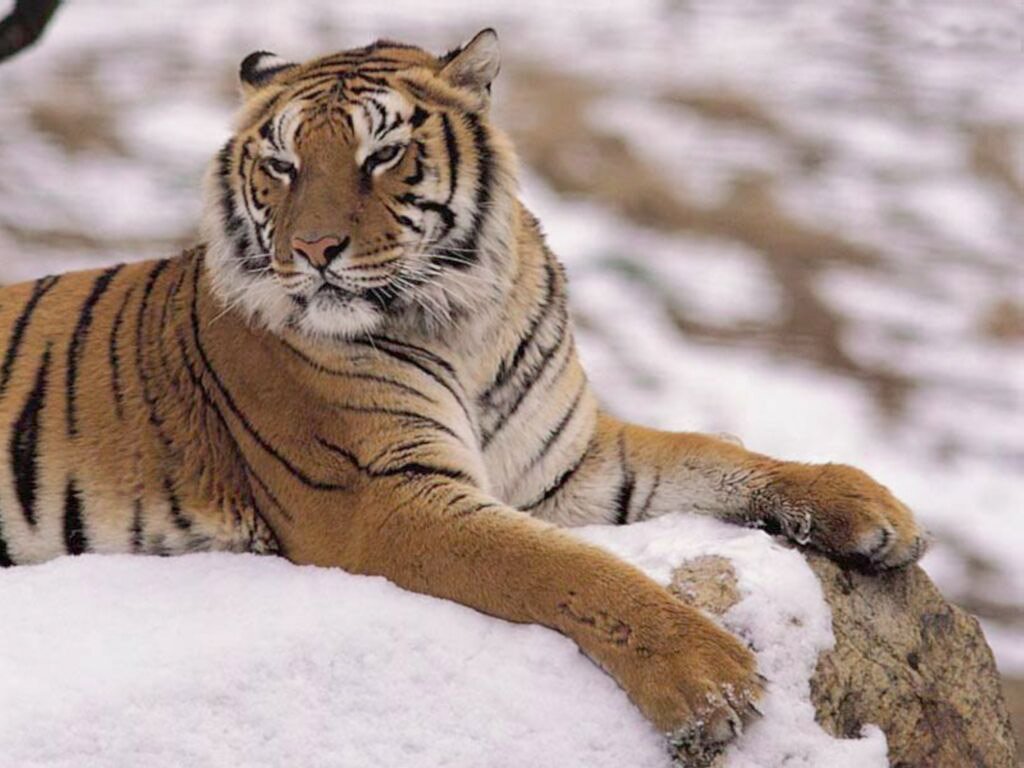 Wallpapers Animals Felines - Tigers 