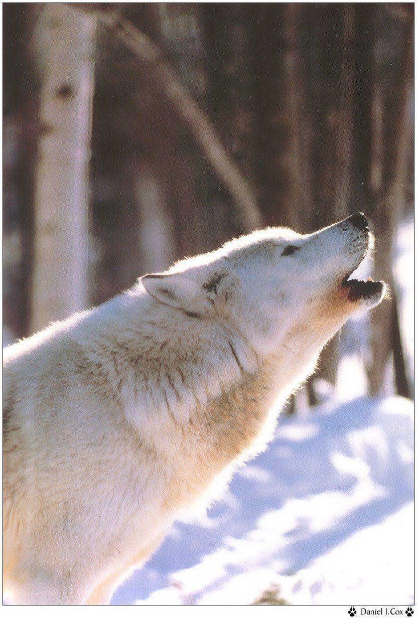 Fonds d'cran Animaux Loups 