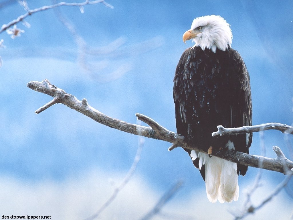 Wallpapers Animals Birds - Eagles 