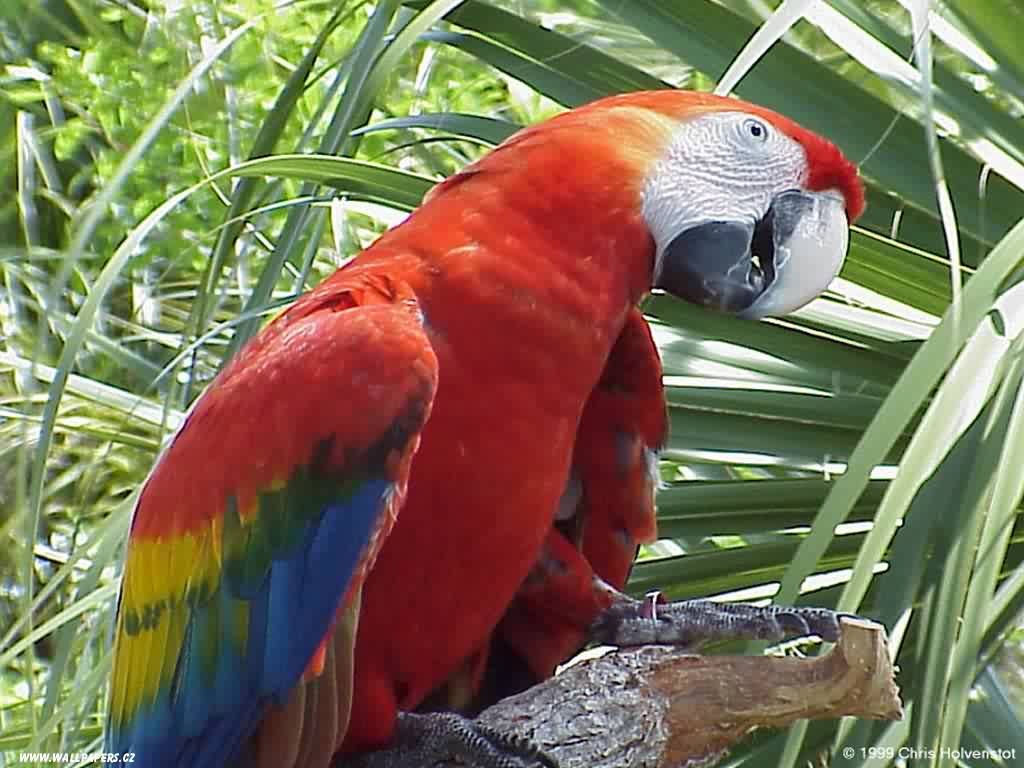 Fonds d'cran Animaux Oiseaux - Perroquets 