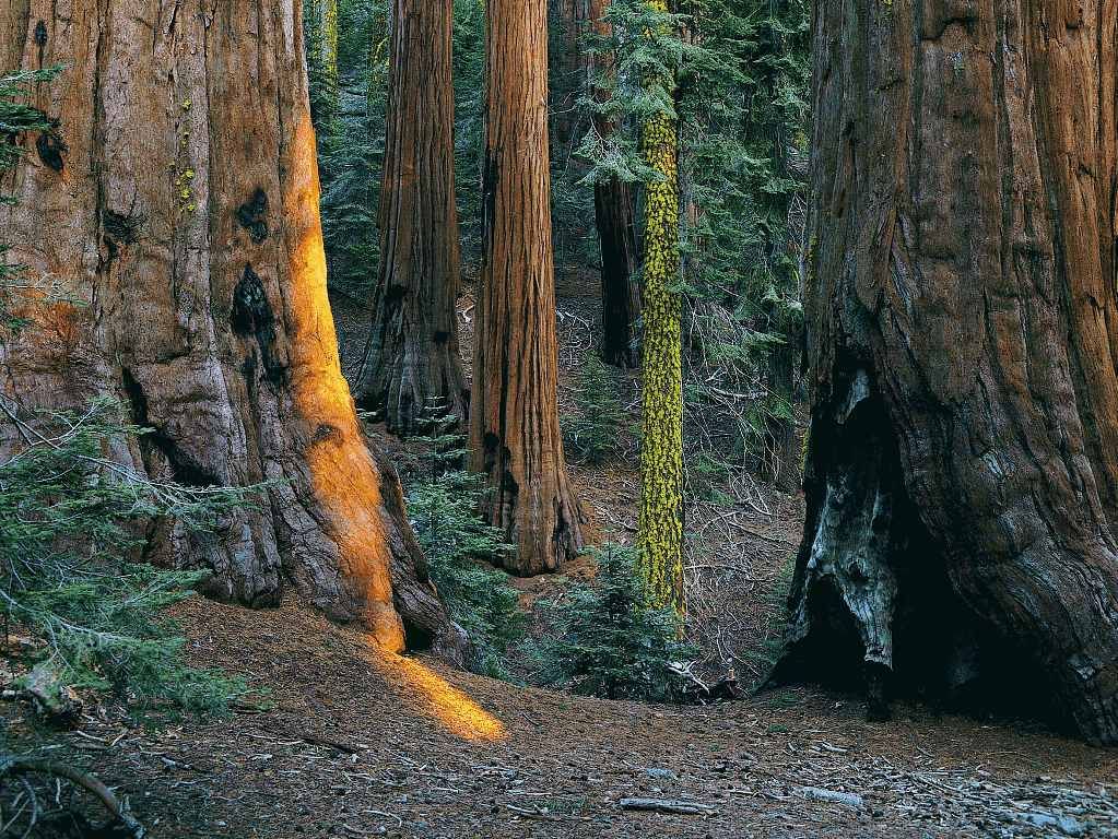 Fonds d'cran Nature Arbres - Forts 