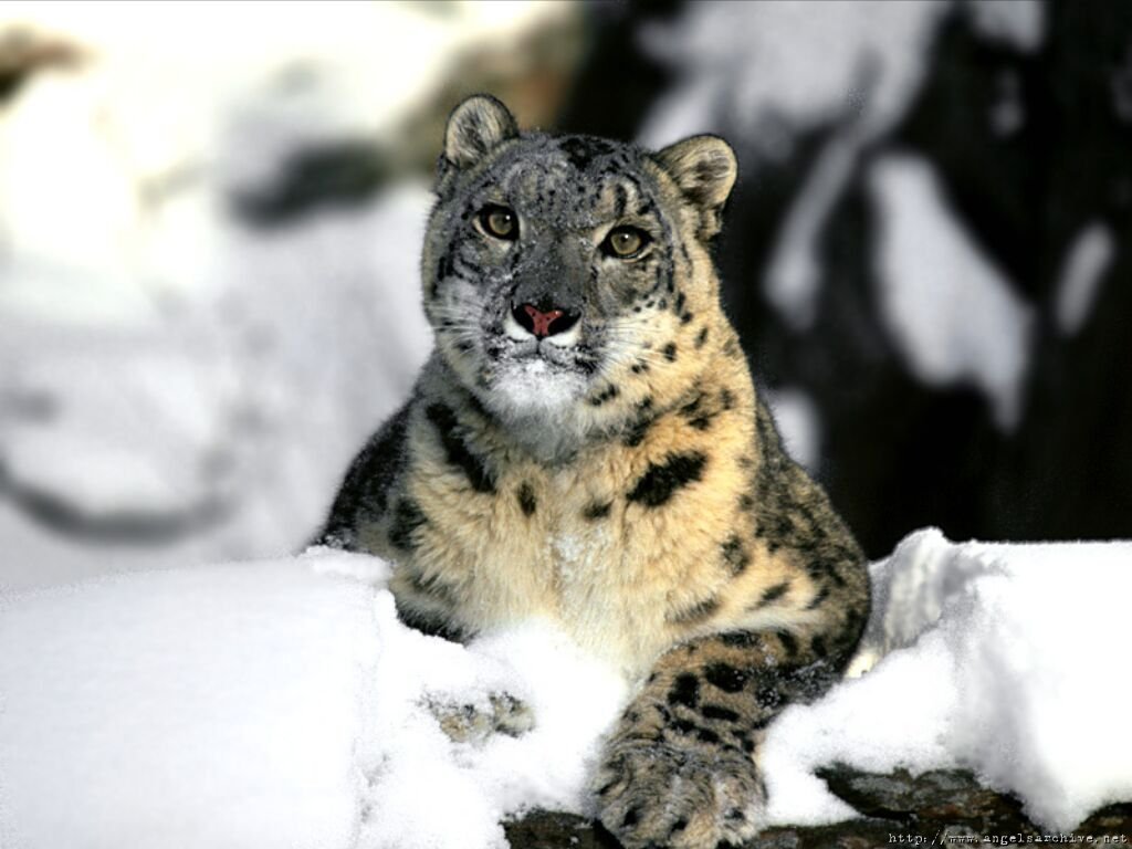 Wallpapers Animals Felines - Snow panthers 