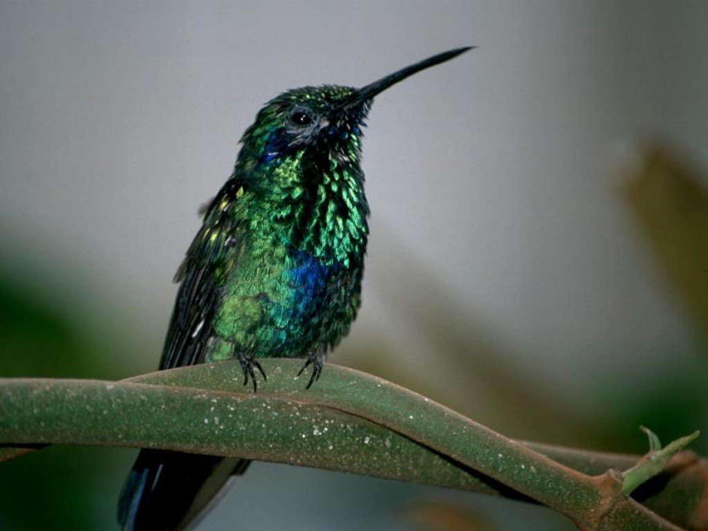 Wallpapers Animals Birds - Hummingbirds 