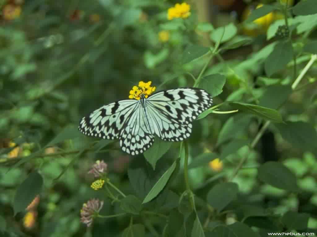 Wallpapers Animals Insects - Butterflies 