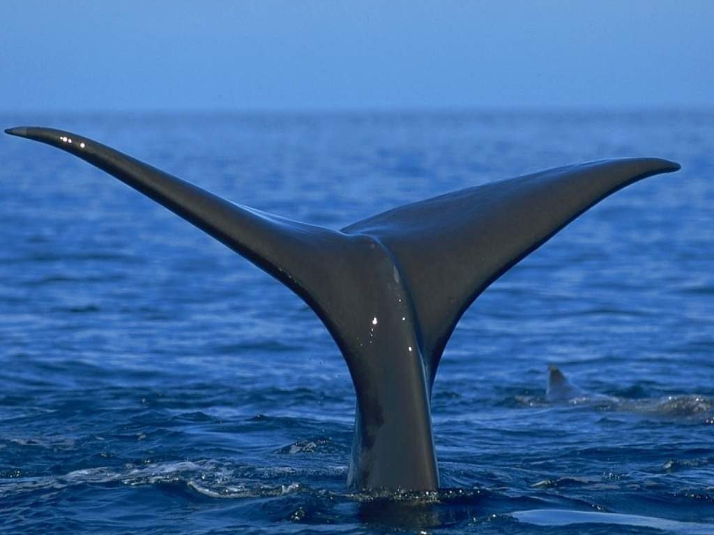 Fonds d'cran Animaux Vie marine - Baleines et Cachalots 