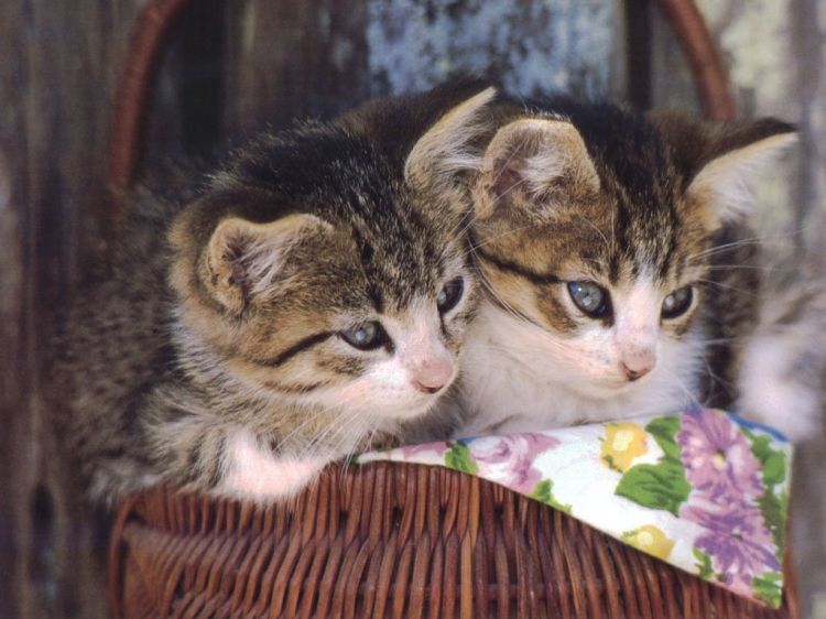 Fonds d'cran Animaux Chats - Chatons Wallpaper N38650