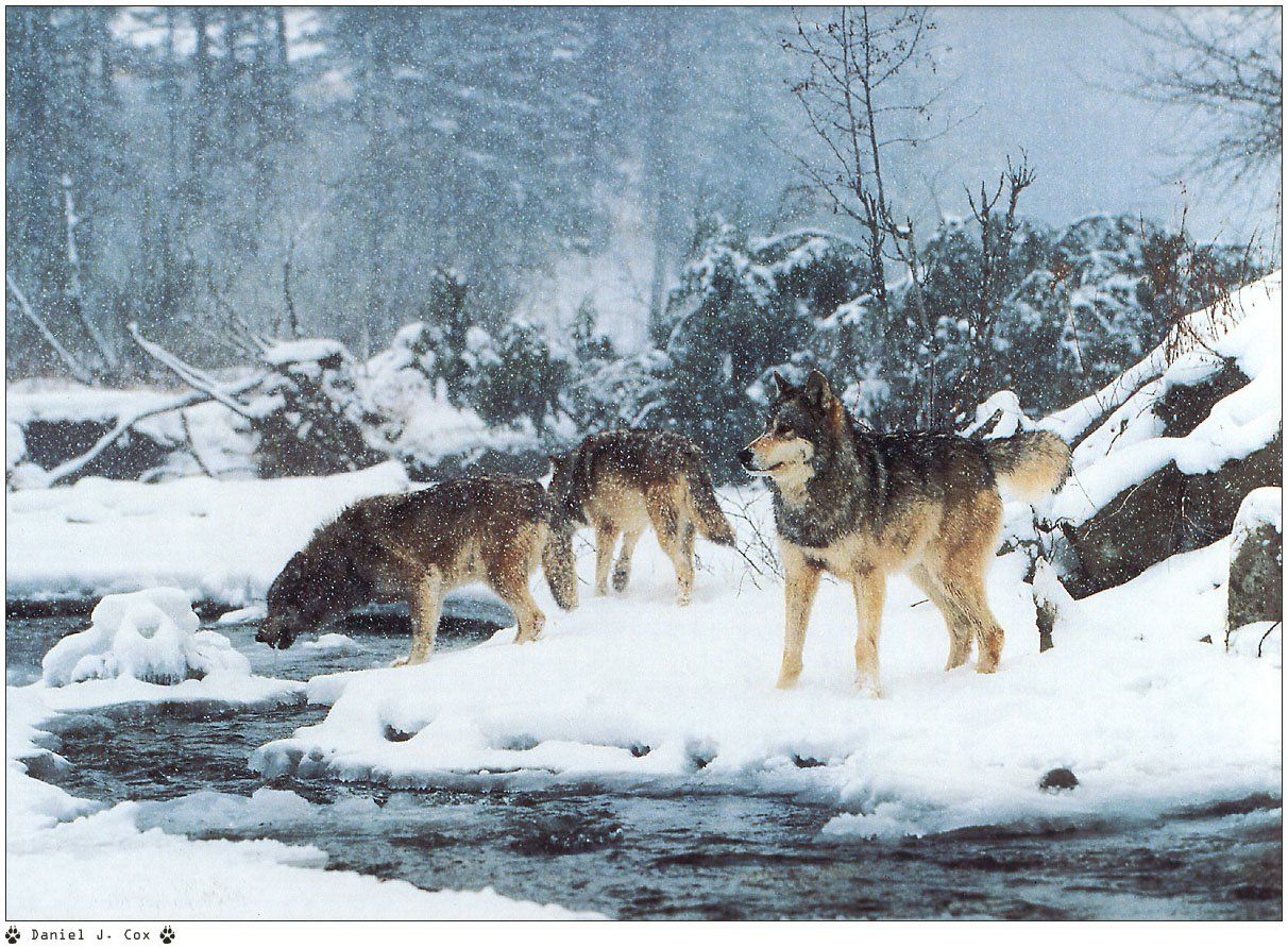 Wallpapers Animals Wolves 