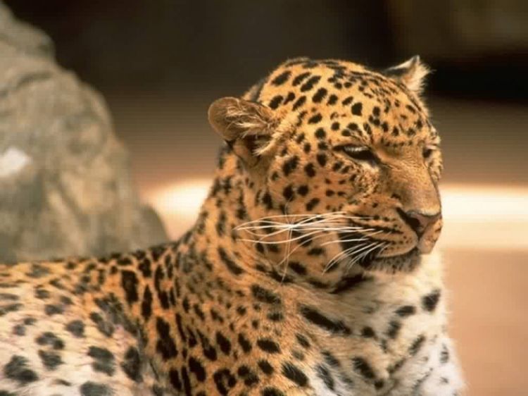 Wallpapers Animals Felines - Leopards Wallpaper N38834