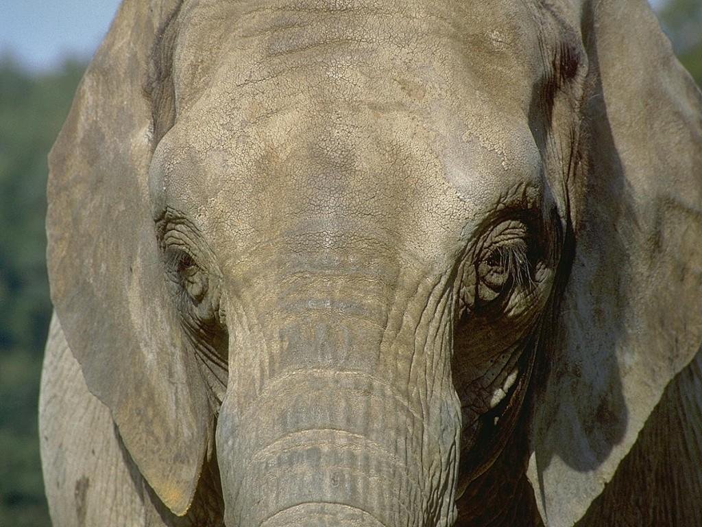 Wallpapers Animals Elephants 