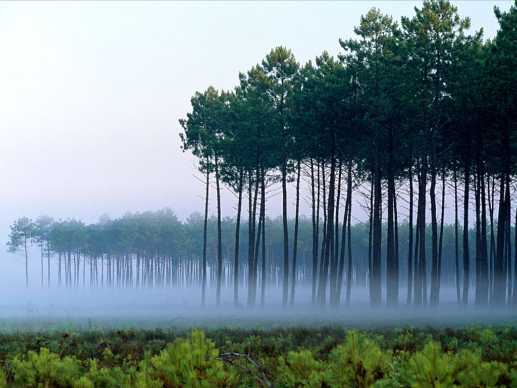 Fonds d'cran Nature Arbres - Forts 