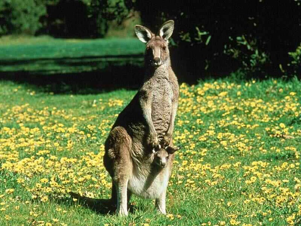 Fonds d'cran Animaux Kangourous 