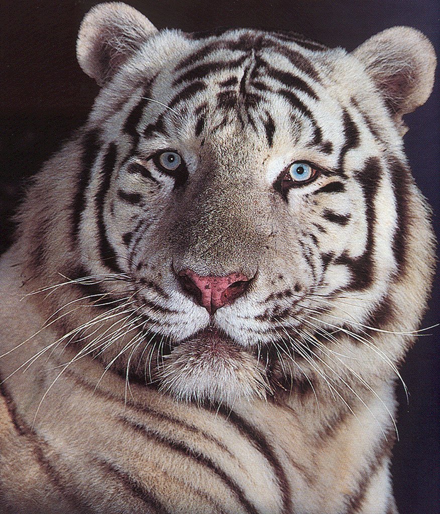 Wallpapers Animals Felines - Tigers 