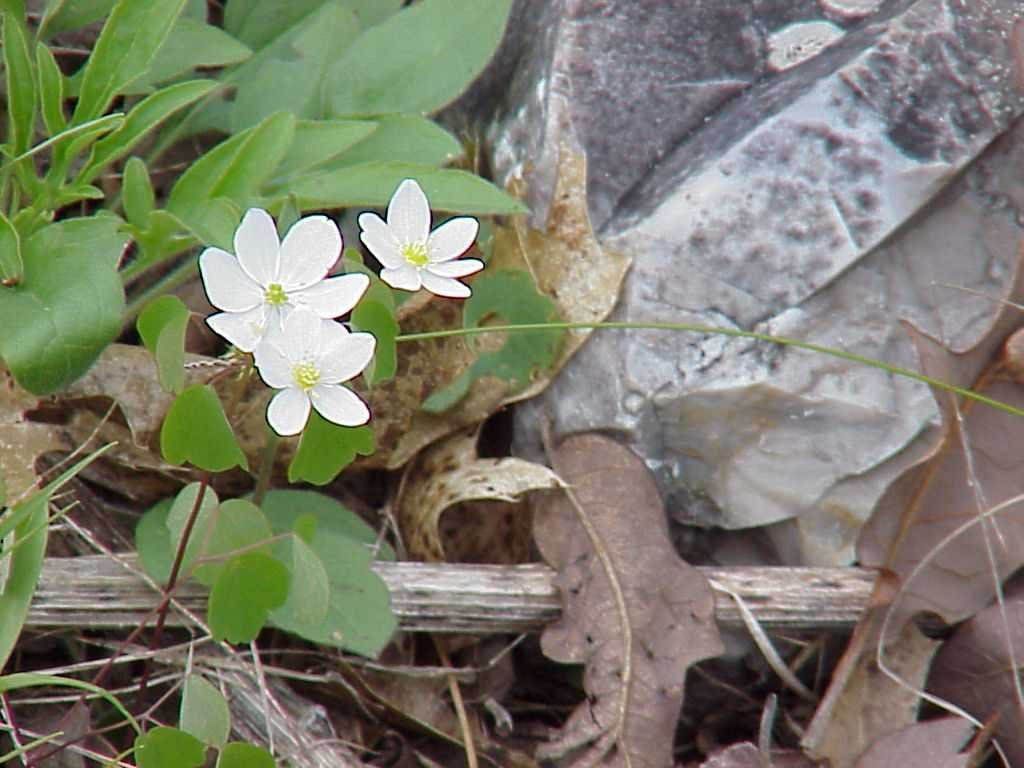 Fonds d'cran Nature Fleurs 