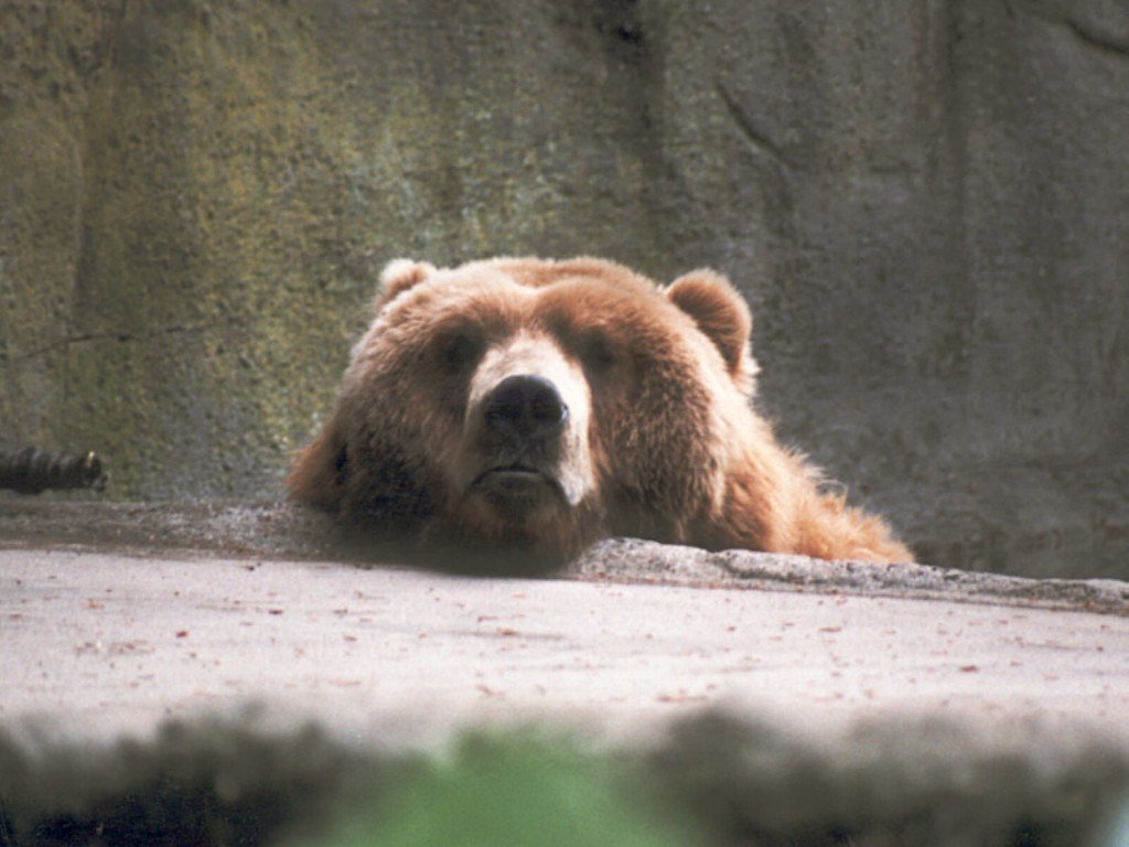 Wallpapers Animals Bears 