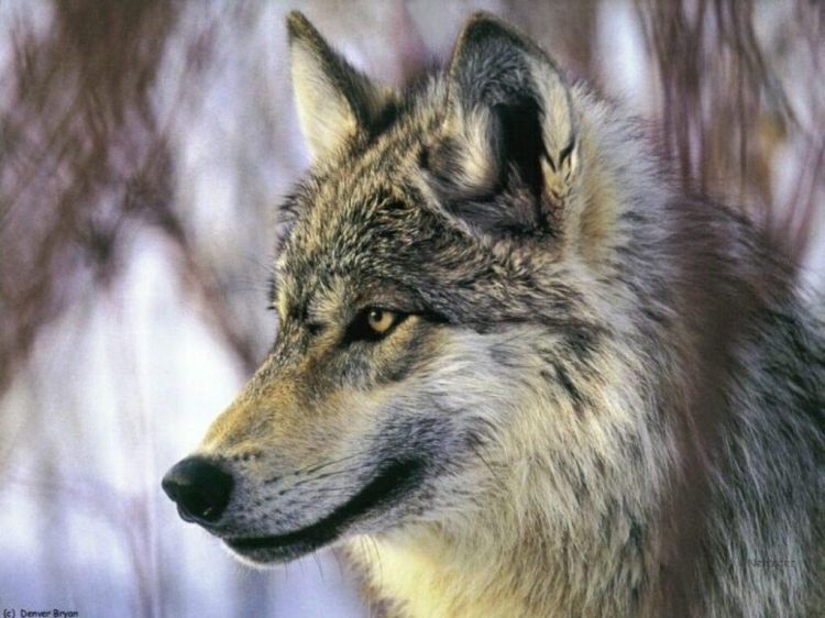 Fonds d'cran Animaux Loups Wallpaper N38882