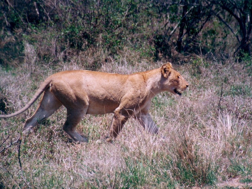 Wallpapers Animals Felines - Lions 