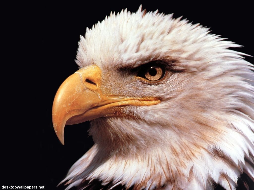 Wallpapers Animals Birds - Eagles 