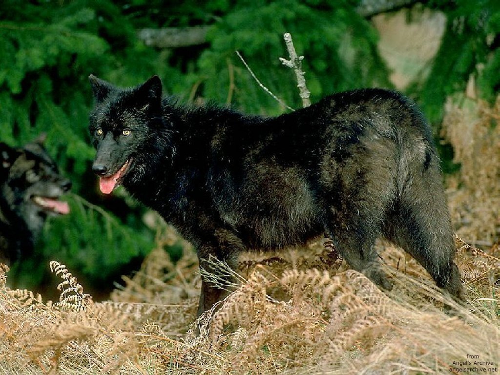 Fonds d'cran Animaux Loups 