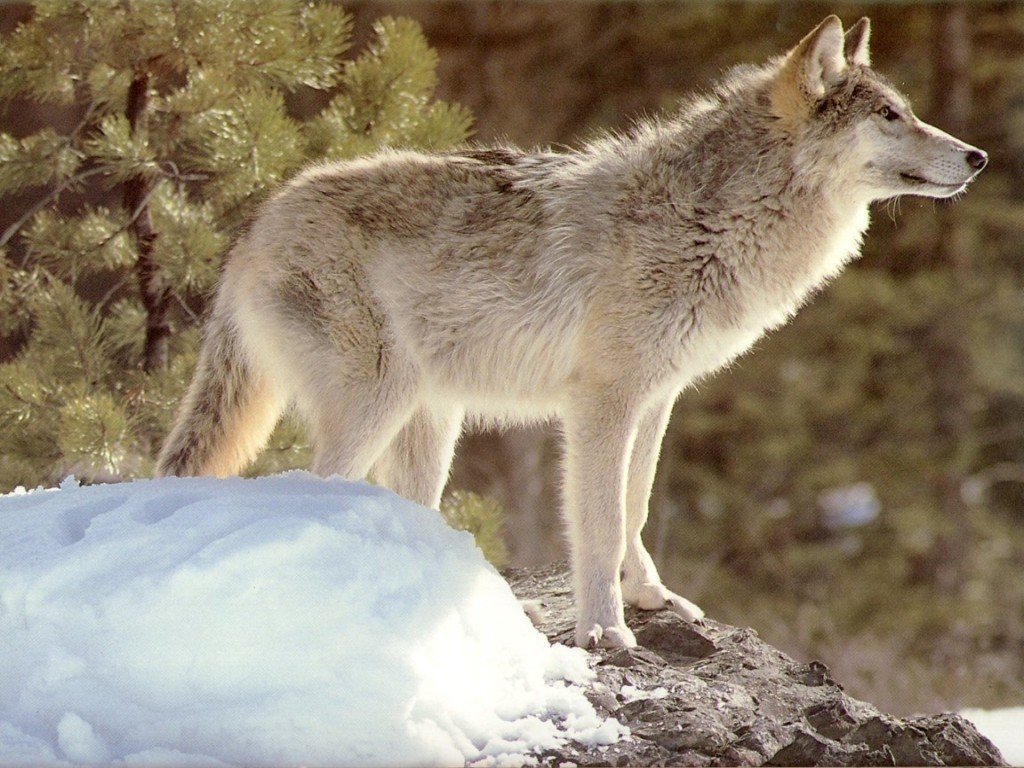 Wallpapers Animals Wolves 