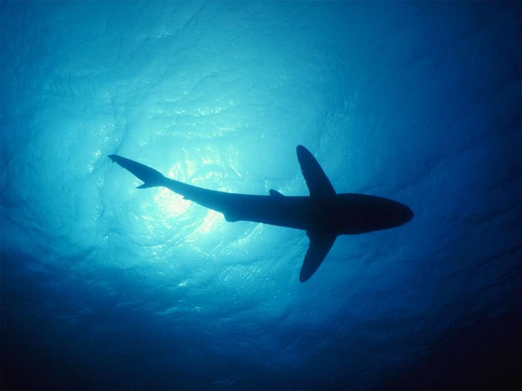 Wallpapers Animals Sealife - Sharks 