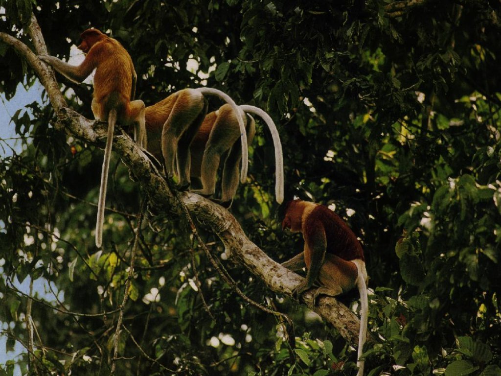 Fonds d'cran Animaux Singes 