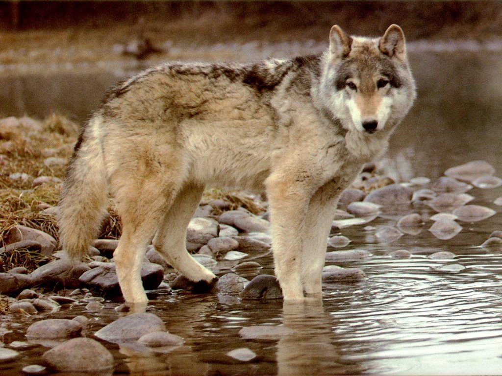 Wallpapers Animals Wolves 