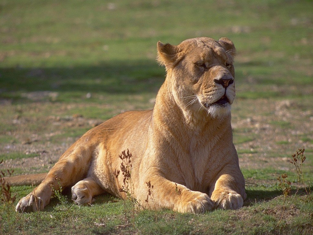 Fonds d'cran Animaux Flins - Lions 