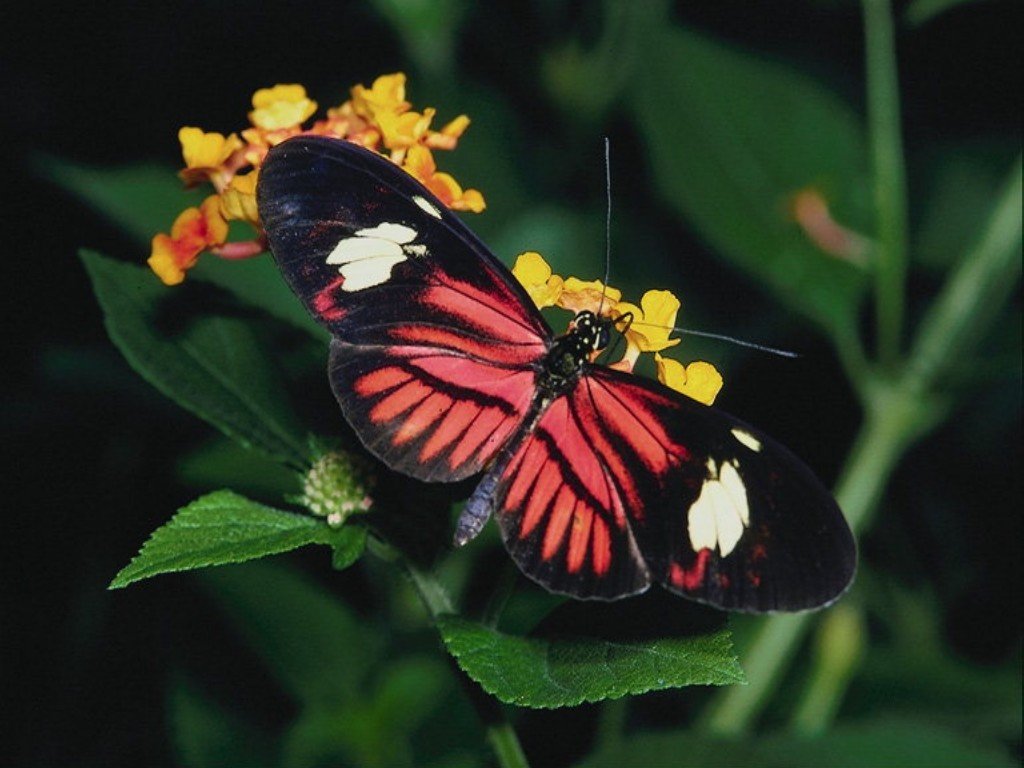 Wallpapers Animals Insects - Butterflies 