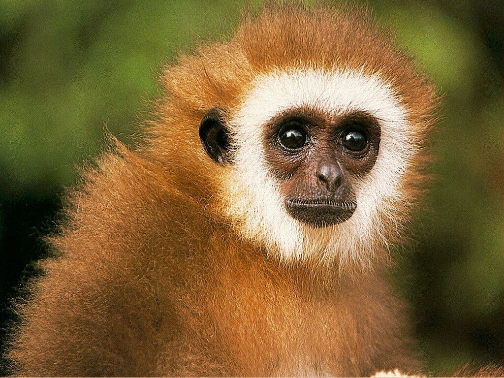 Wallpapers Animals Monkeys 