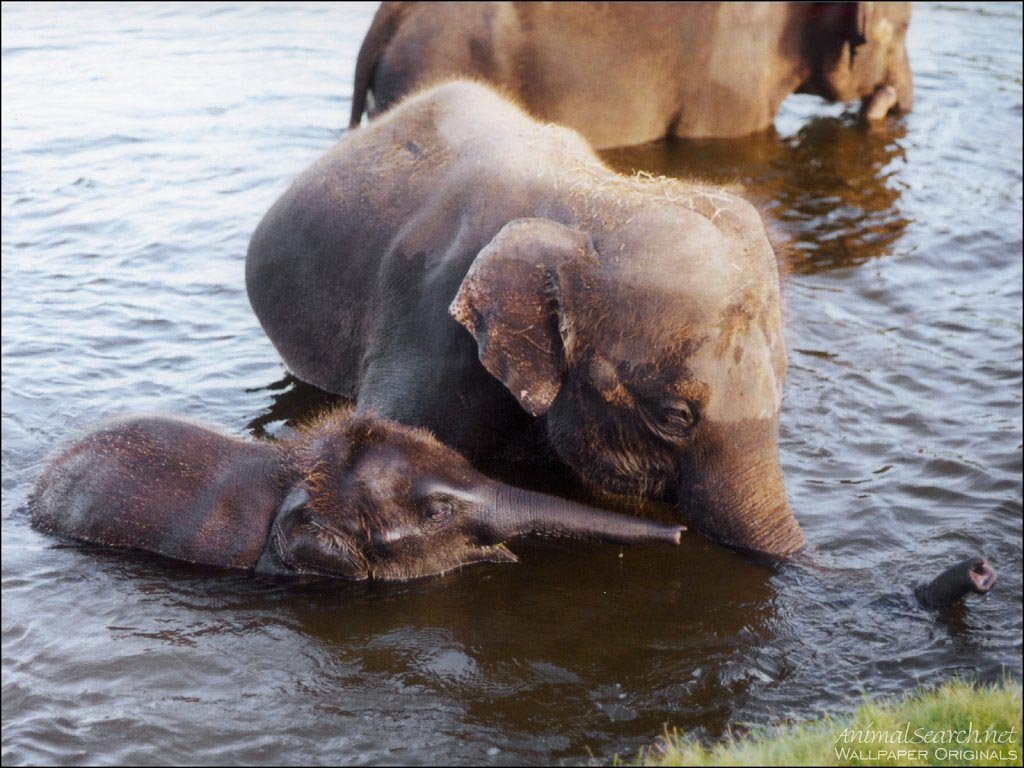 Fonds d'cran Animaux Elphants 