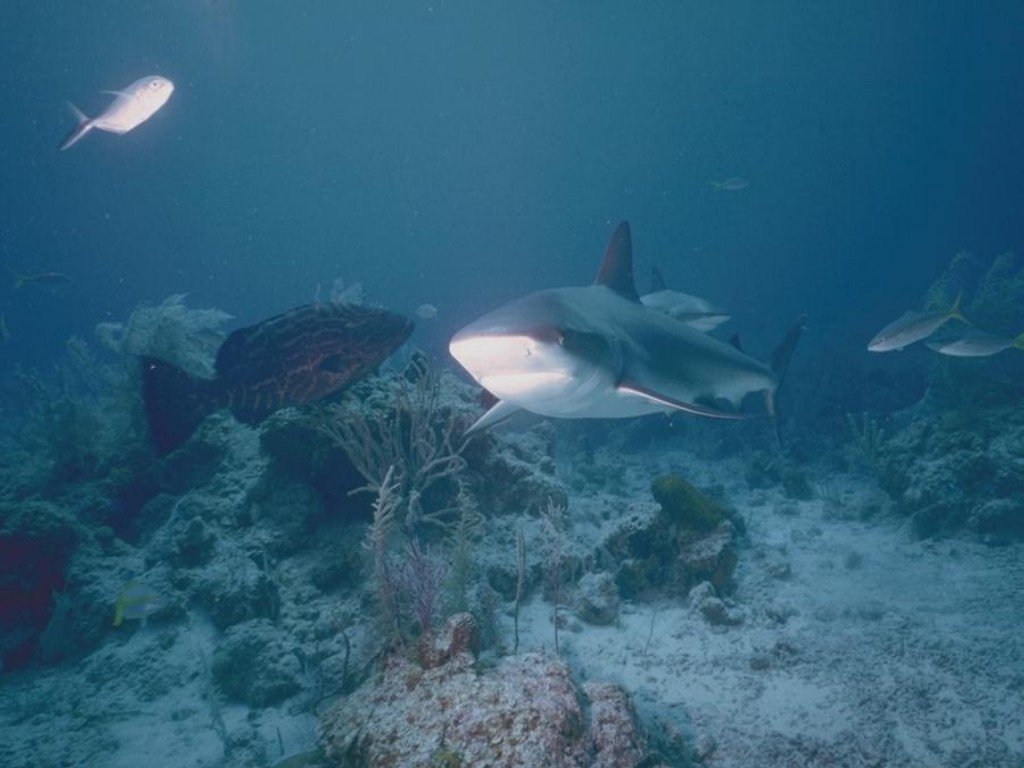 Fonds d'cran Animaux Vie marine - Requins 