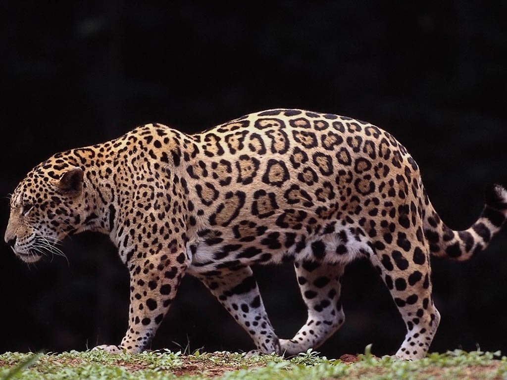 Wallpapers Animals Felines - Jaguars 