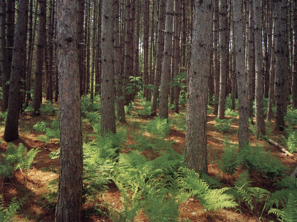 Fonds d'cran Nature Arbres - Forts 