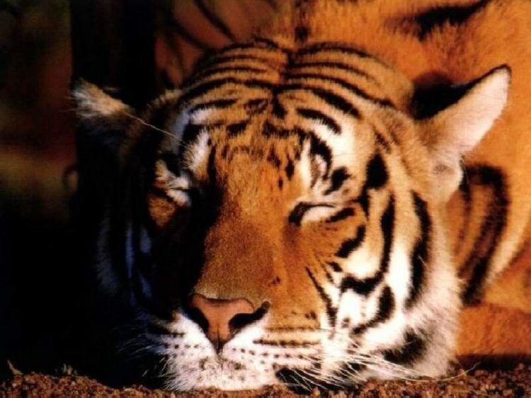 Fonds d'cran Animaux Flins - Tigres Wallpaper N39224