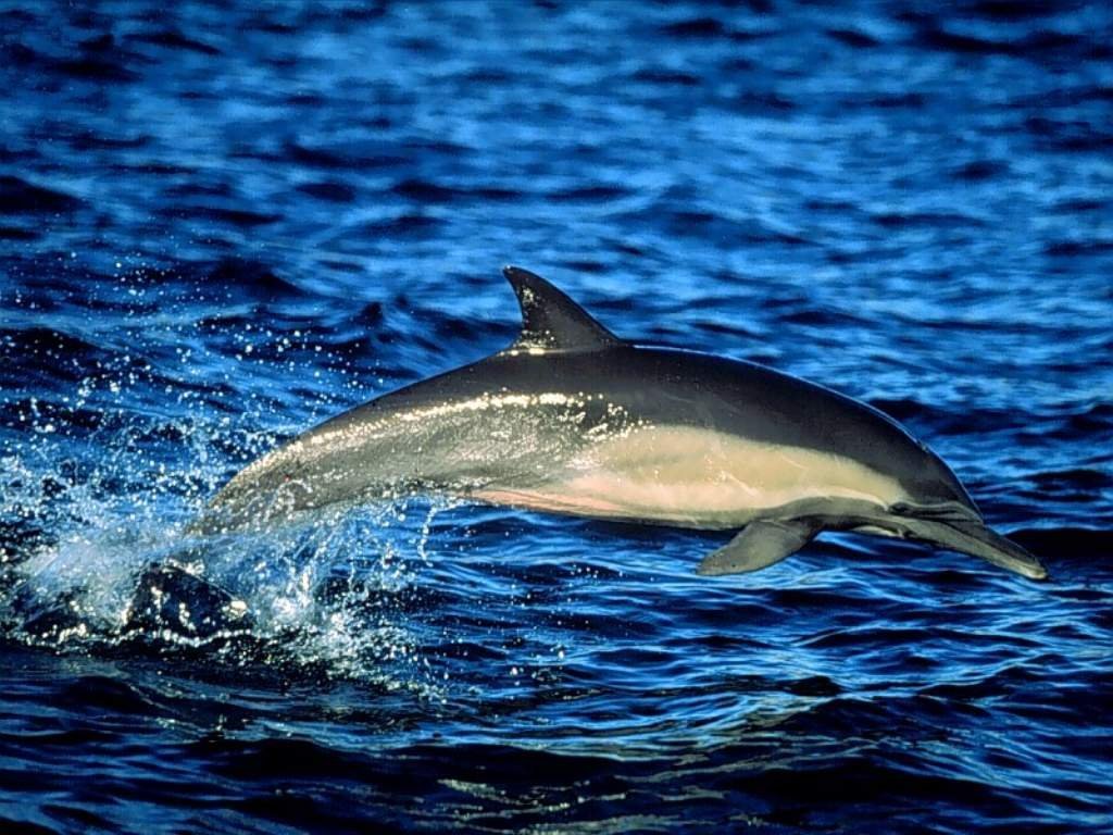 Wallpapers Animals Sealife - Dolphins 