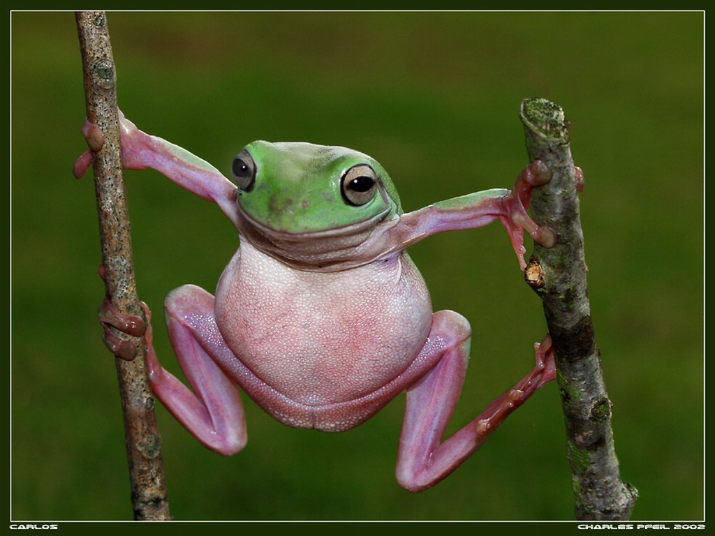 Fonds d'cran Animaux Grenouilles - Crapauds 