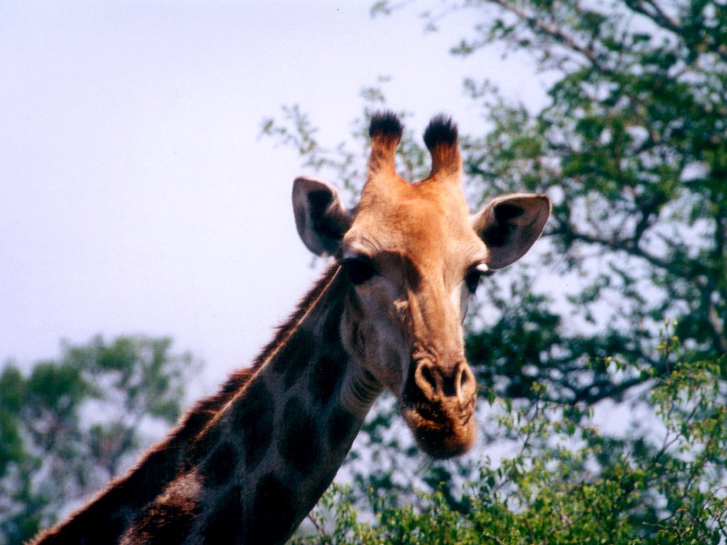 Fonds d'cran Animaux Girafes 