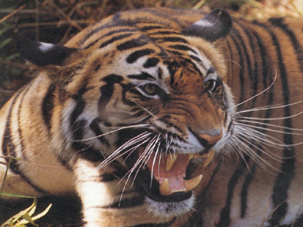 Fonds d'cran Animaux Flins - Tigres 