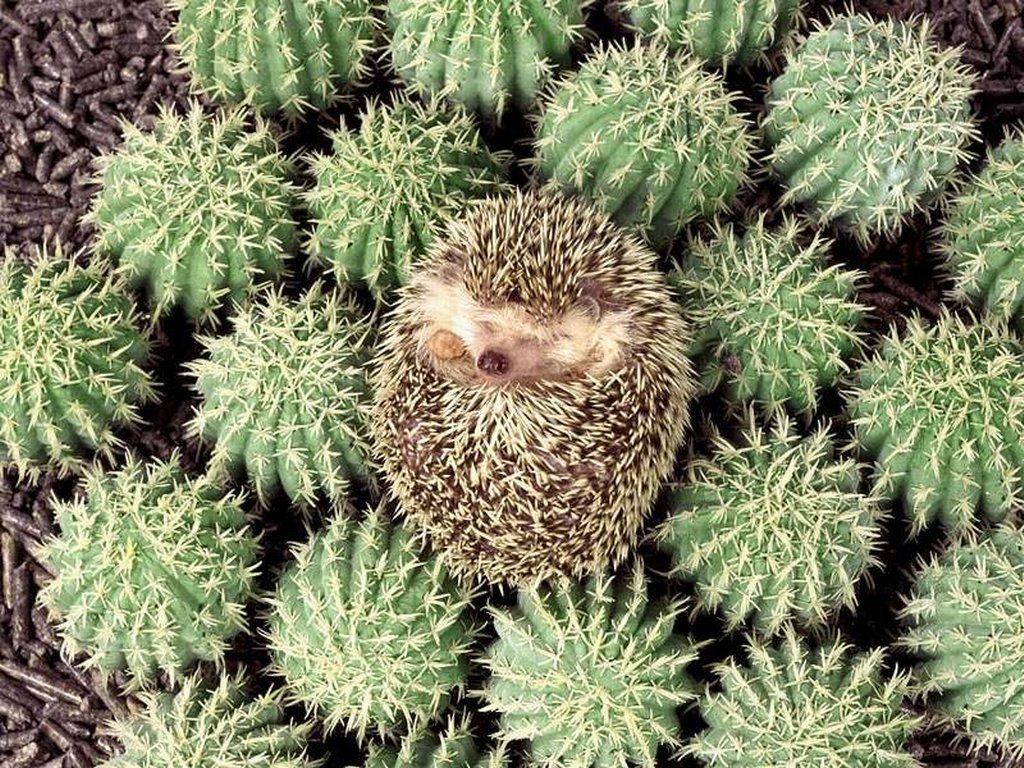 Wallpapers Animals Hedgehogs 