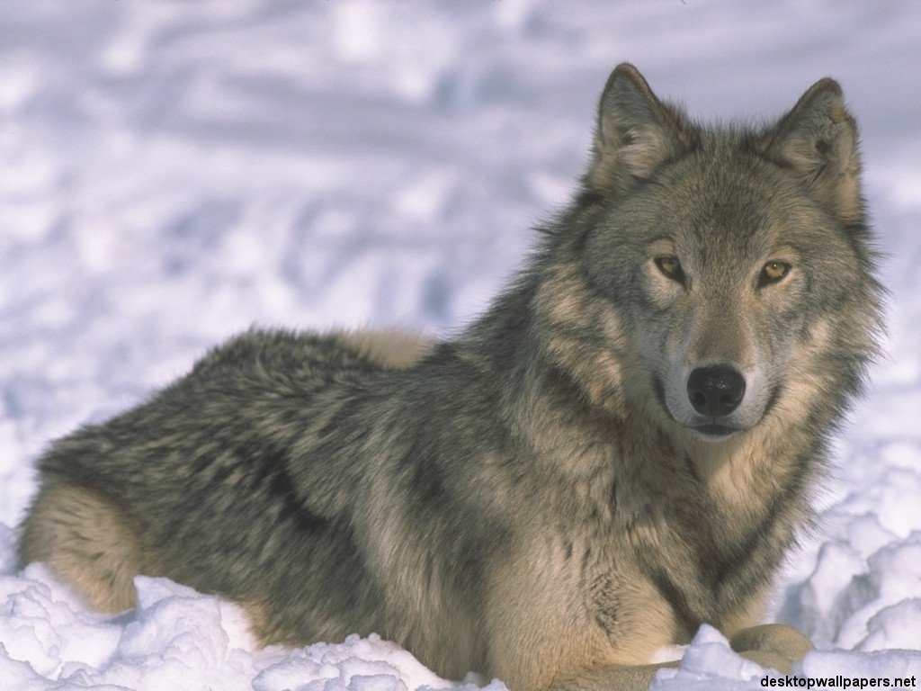 Fonds d'cran Animaux Loups 